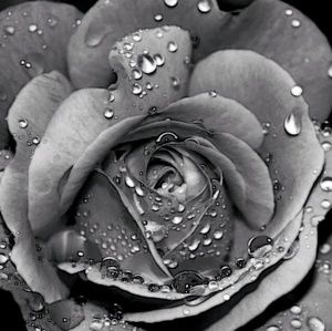 Meet your Posher, Deanna